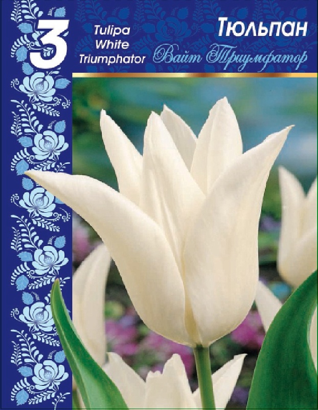 Тюльпан Вайт Триумфатор 1 уп. (3шт.) 